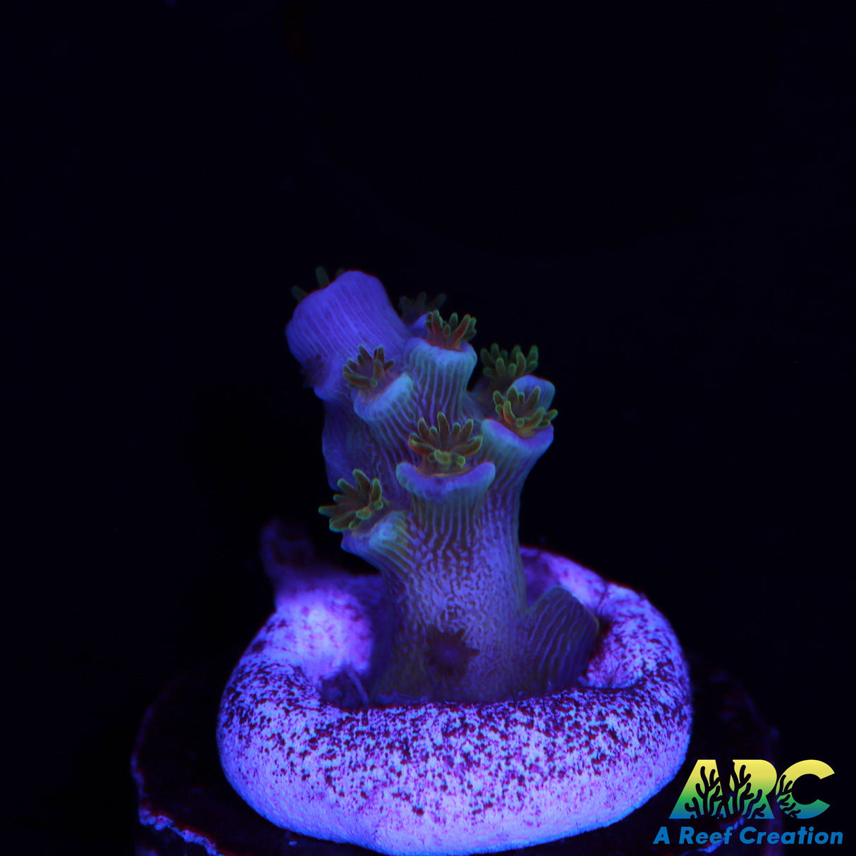 JF Blow Torch