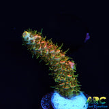 ASD Rainbow Milli