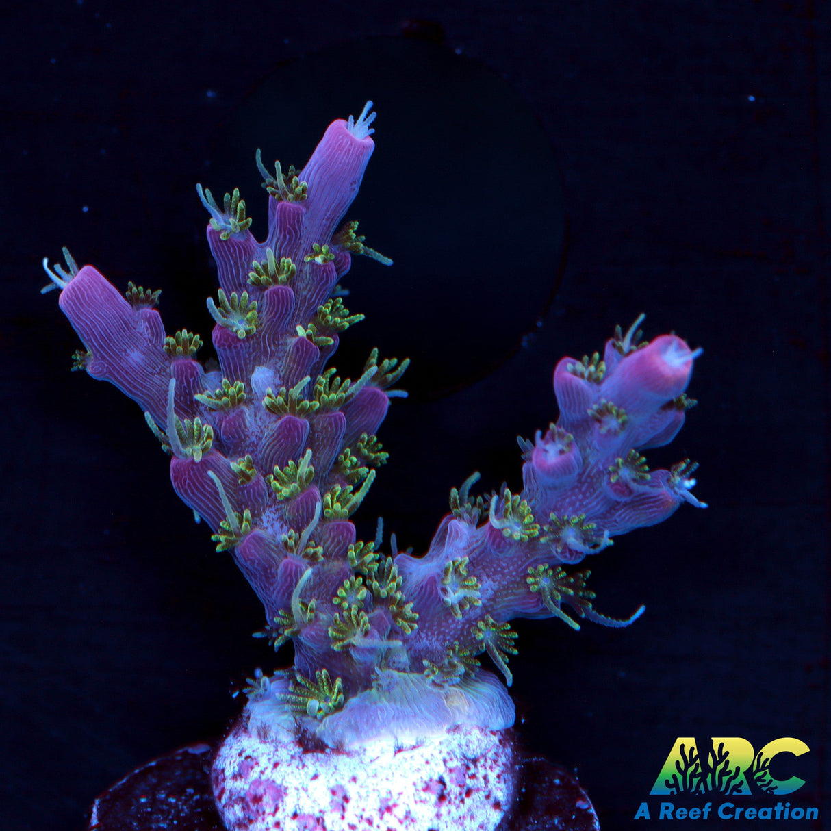 ARC Purple Hairy Monster