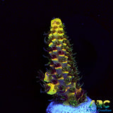 RRC Rainbow Splice