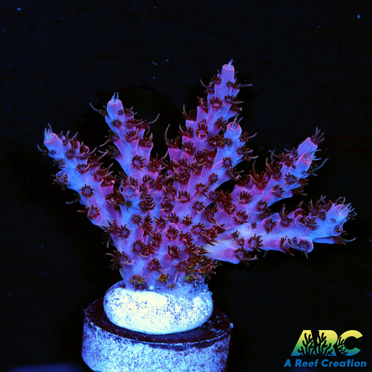 WWC Pink Passion