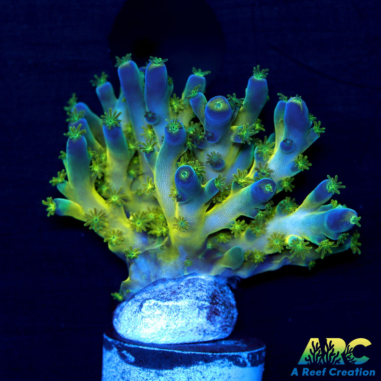 ARC Bullfrogs Mini colony