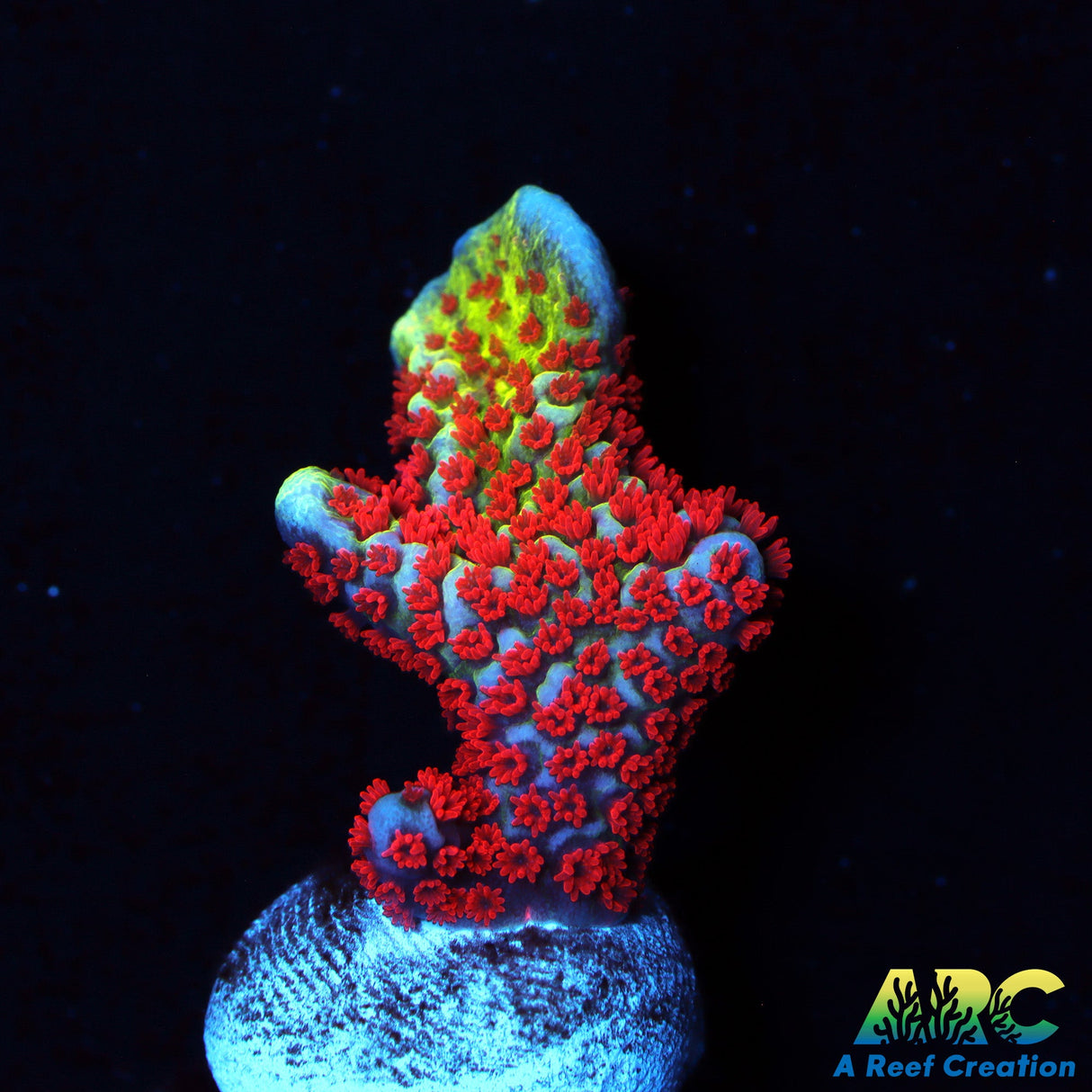 Forest Fire Montipora Digitata