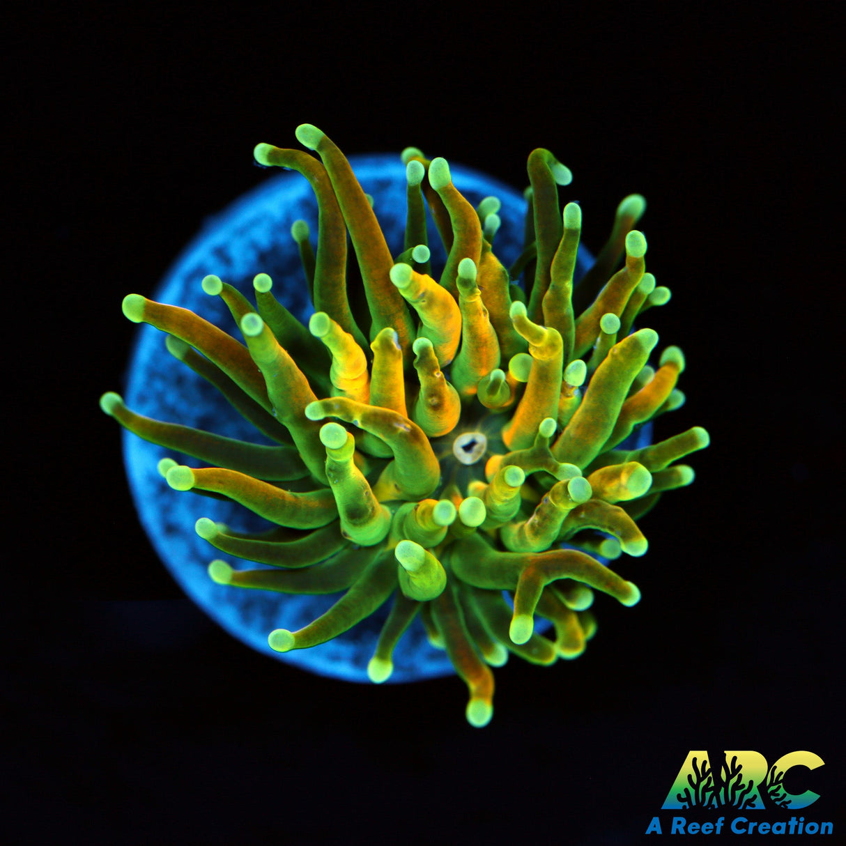 ARC Master Torch