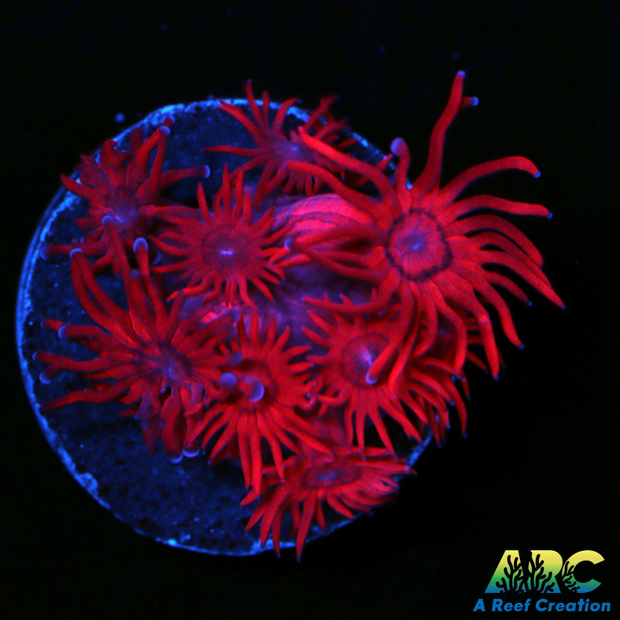 ARC Really Red Goni
