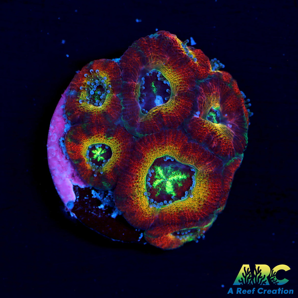 WWC Ruby Red Micromussa