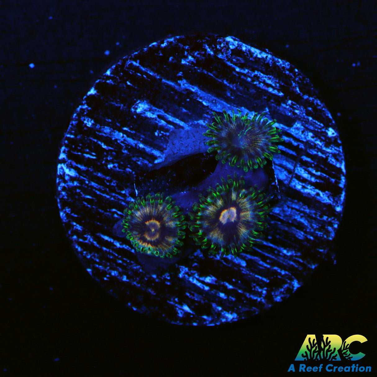 Peach Nirvana Zoas