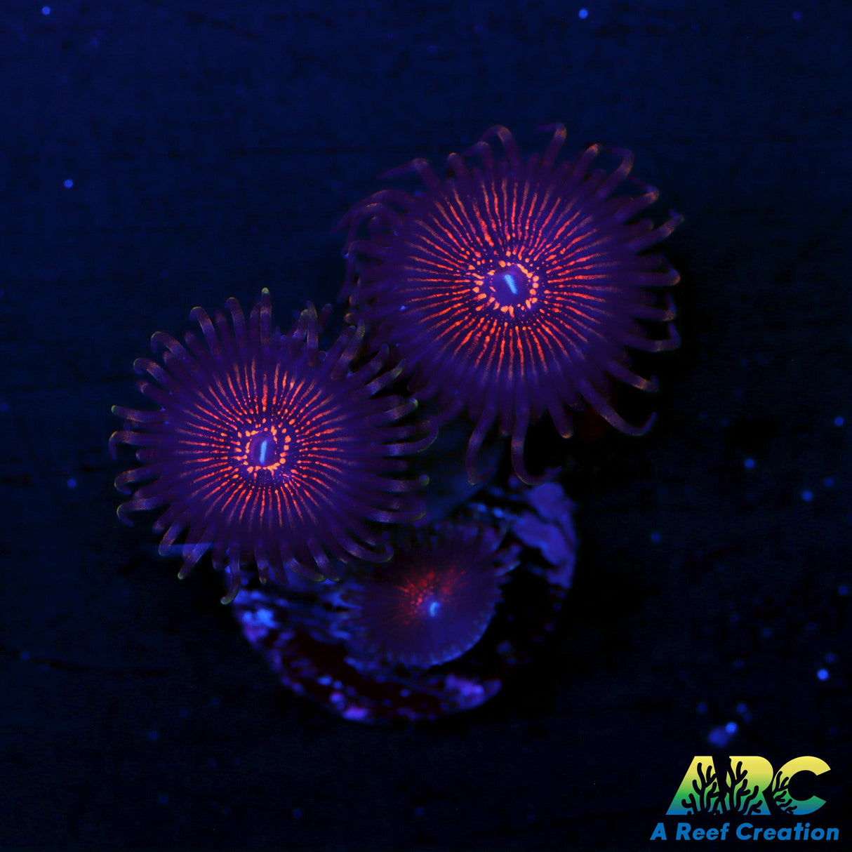 ARC Night Crawlers