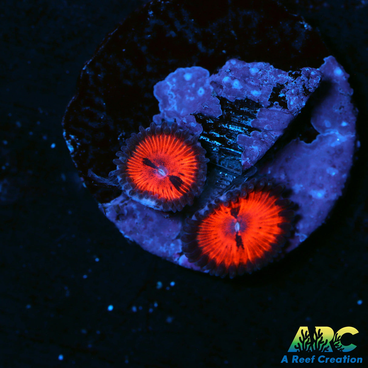 WWC Bloodsuckers Zoas