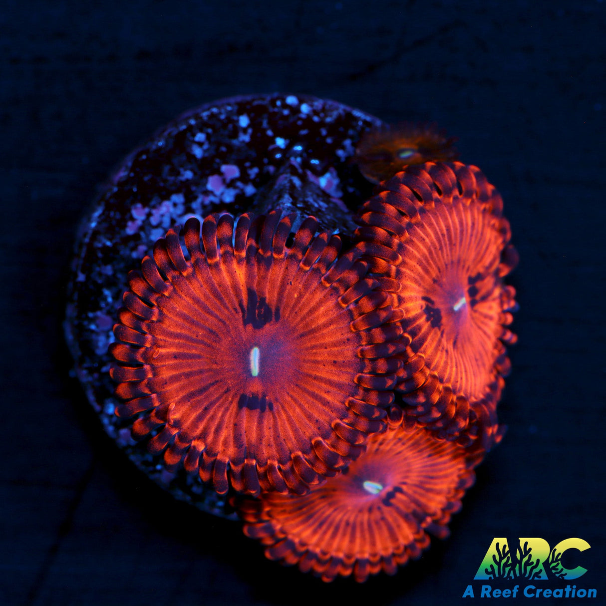 Valentine's Day Massacre Zoas