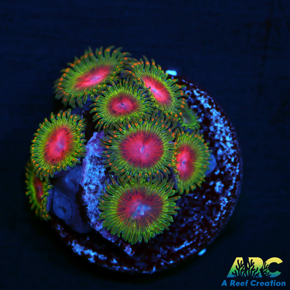 Awesome Blossom Zoas