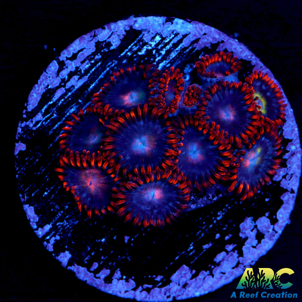 Blondies Zoas