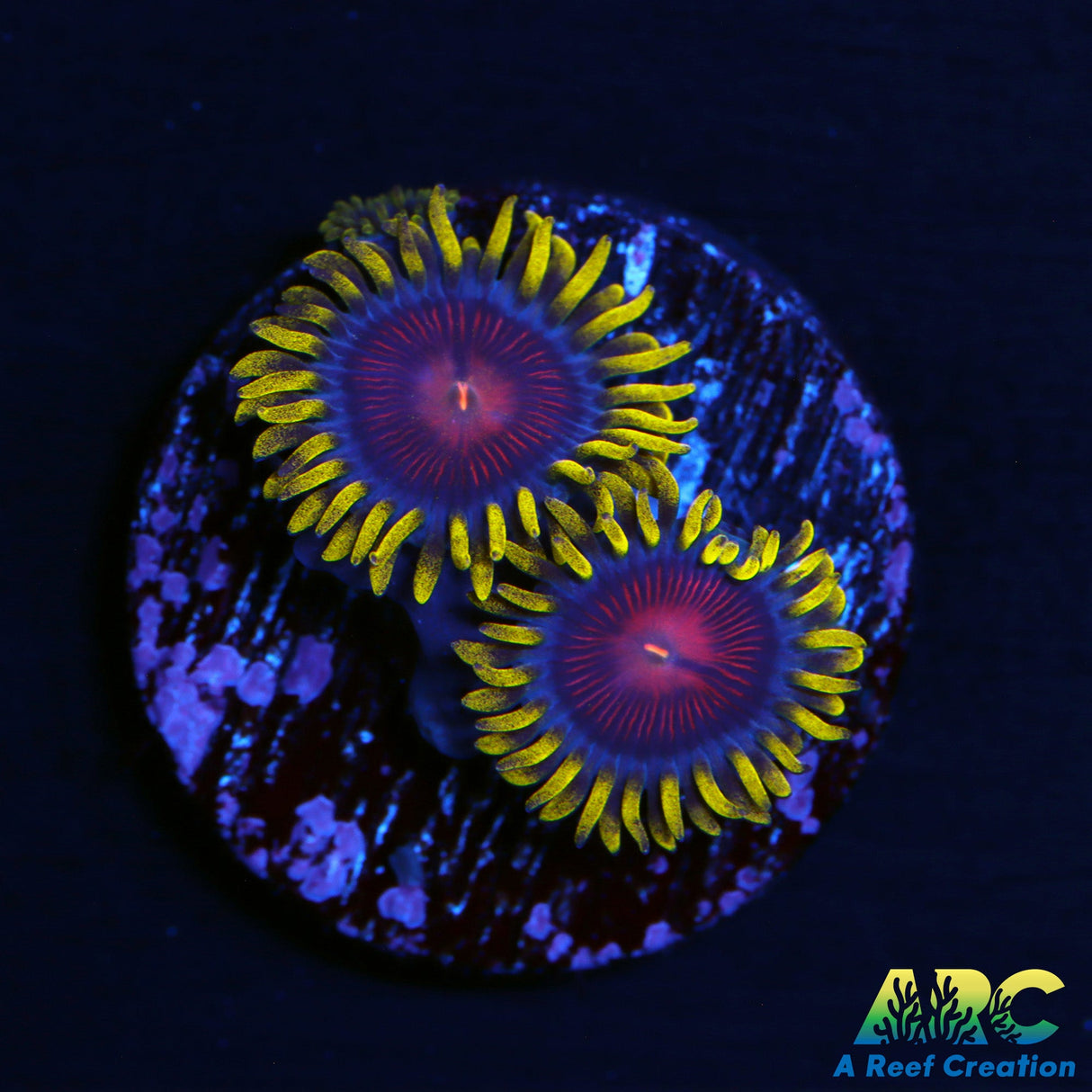 CC Spitfire Zoas