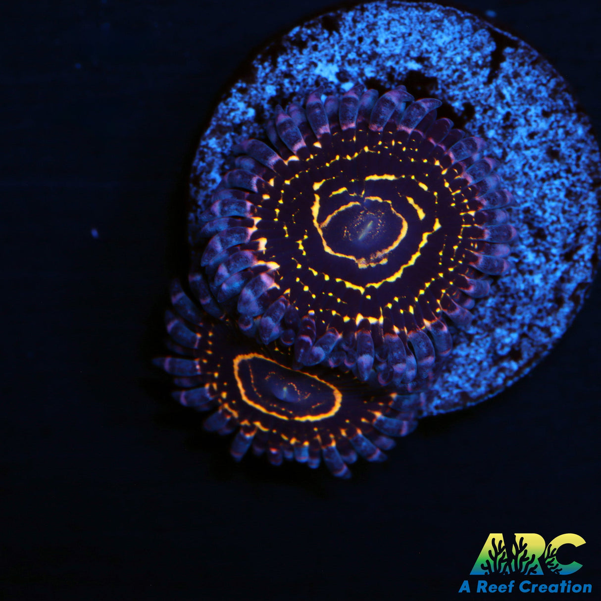 Stratosphere Zoas