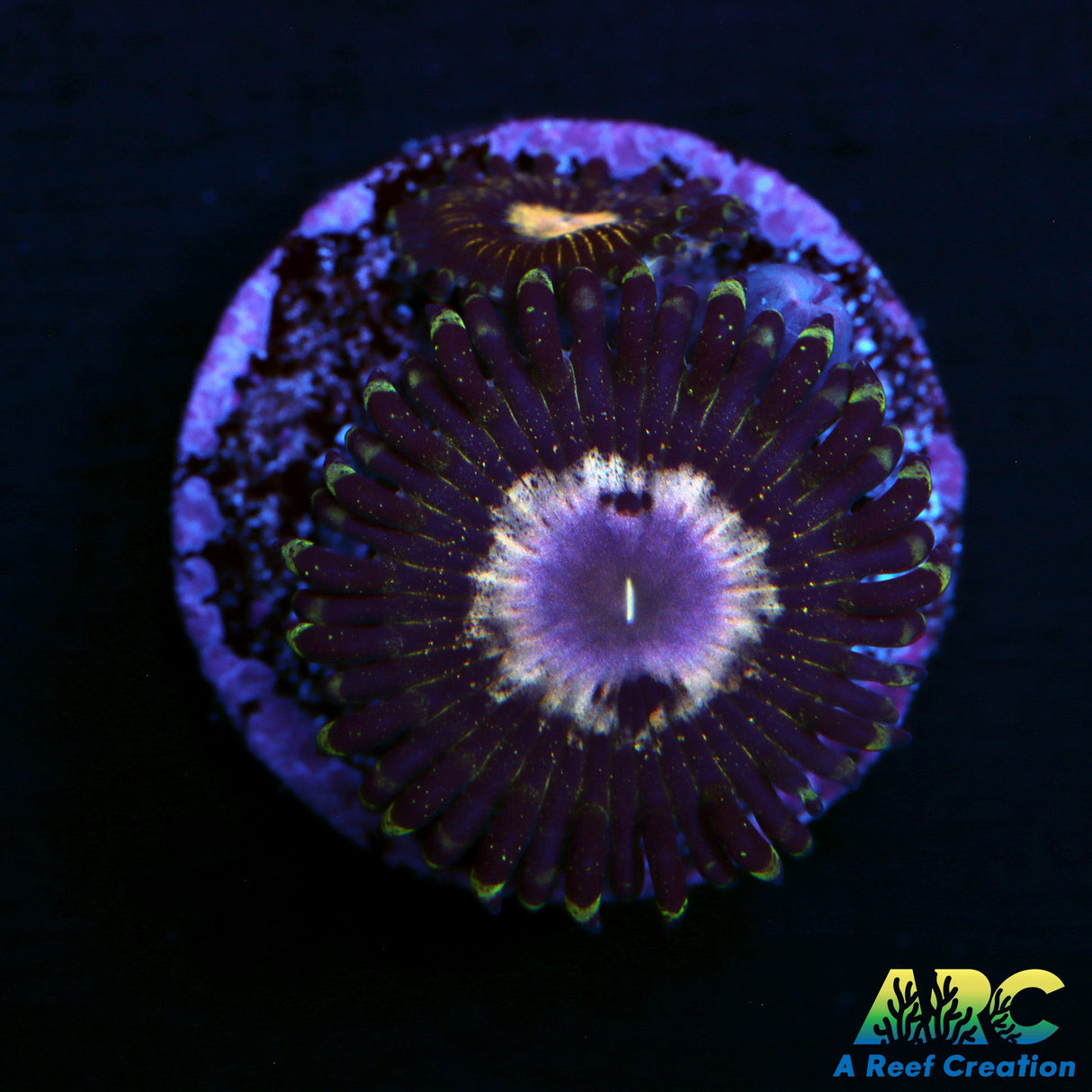 NYRA Peacock 967