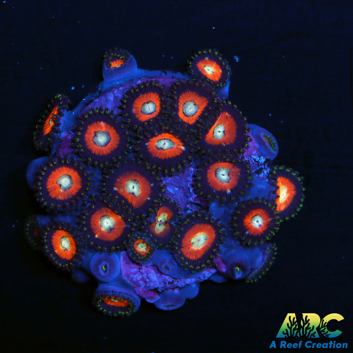 Dragon Ball Z Zoas
