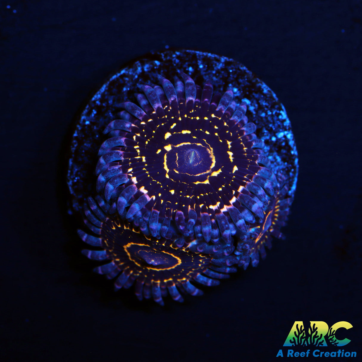Stratosphere Zoas