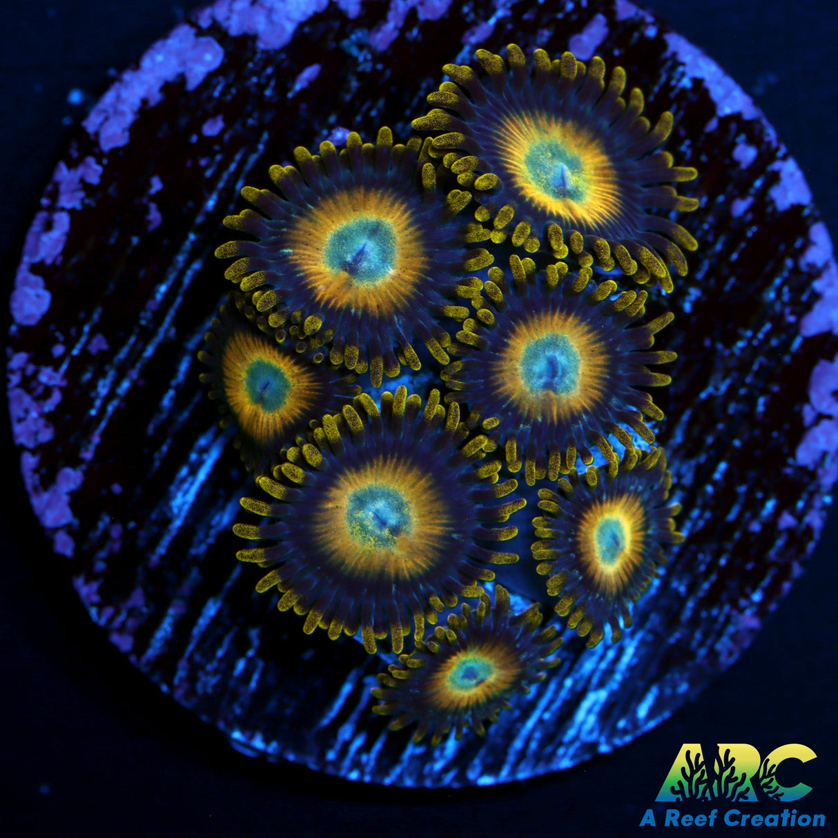 Scrambled Eggs Zoas