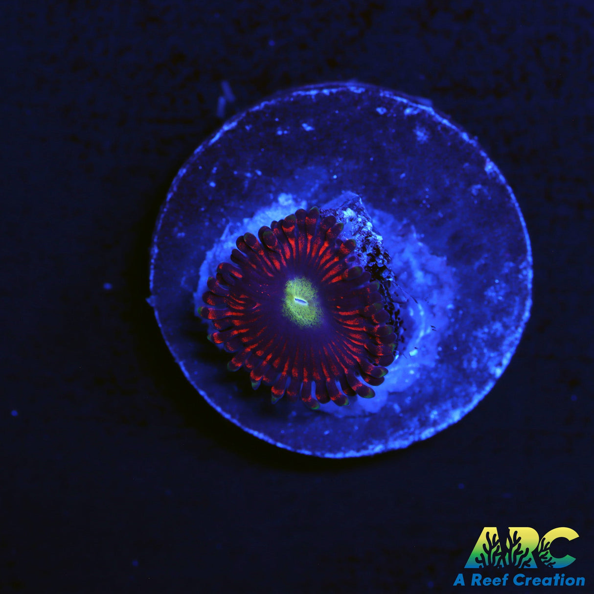 Hyper Phoenix Zoas