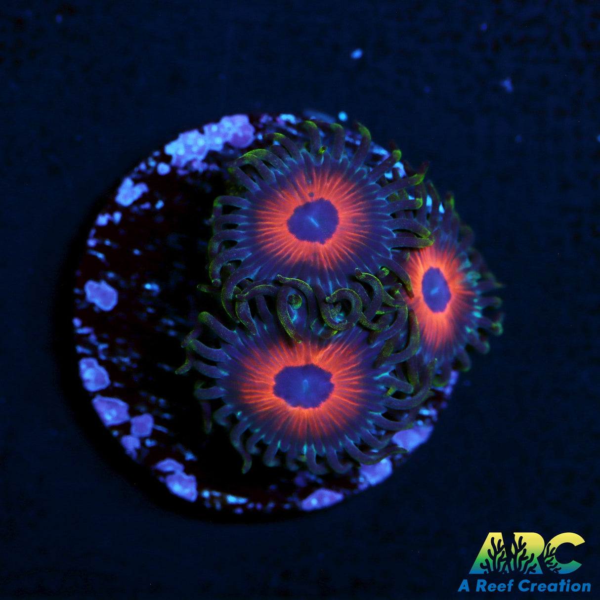 Watermelon Zoas
