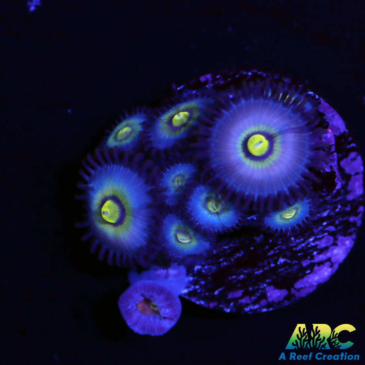 UC Outcasts Zoas