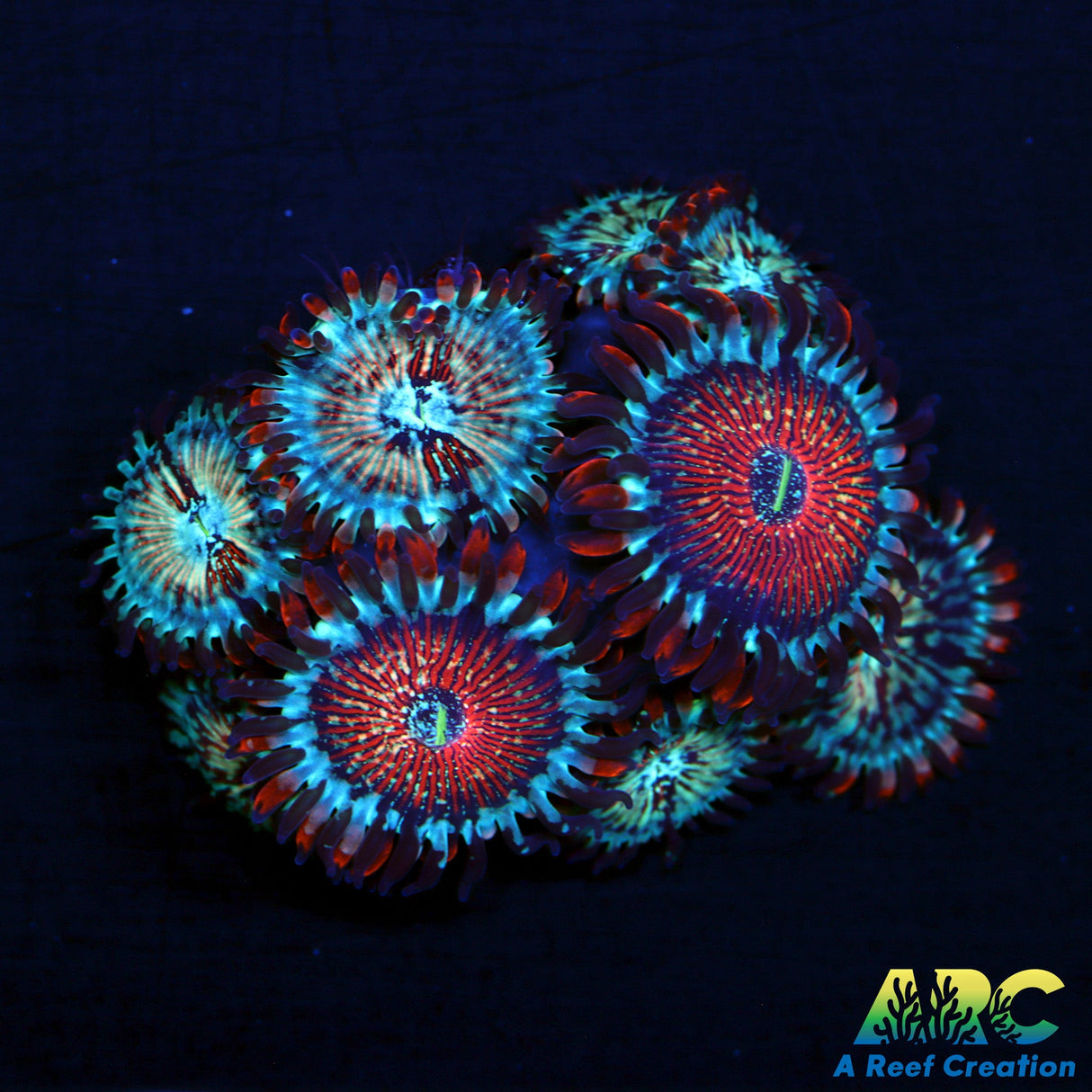 ARC Seductions Zoas