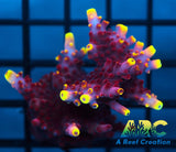 JF Fox Flame Acro