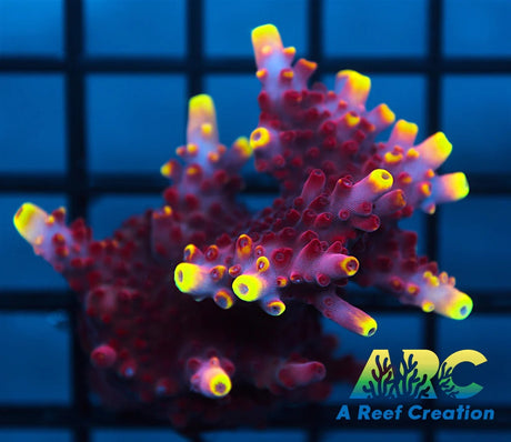 JF Fox Flame Acro