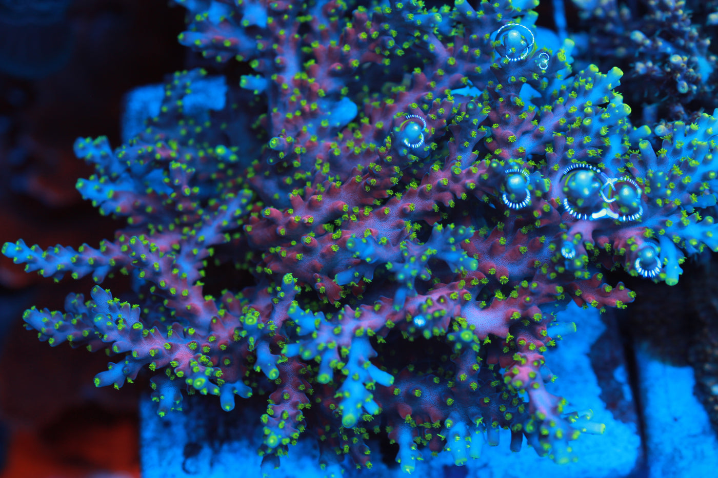 Coral creation