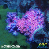 JF Frankie's Neophobia