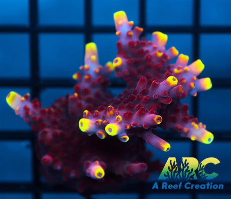JF Fox Flame Acro