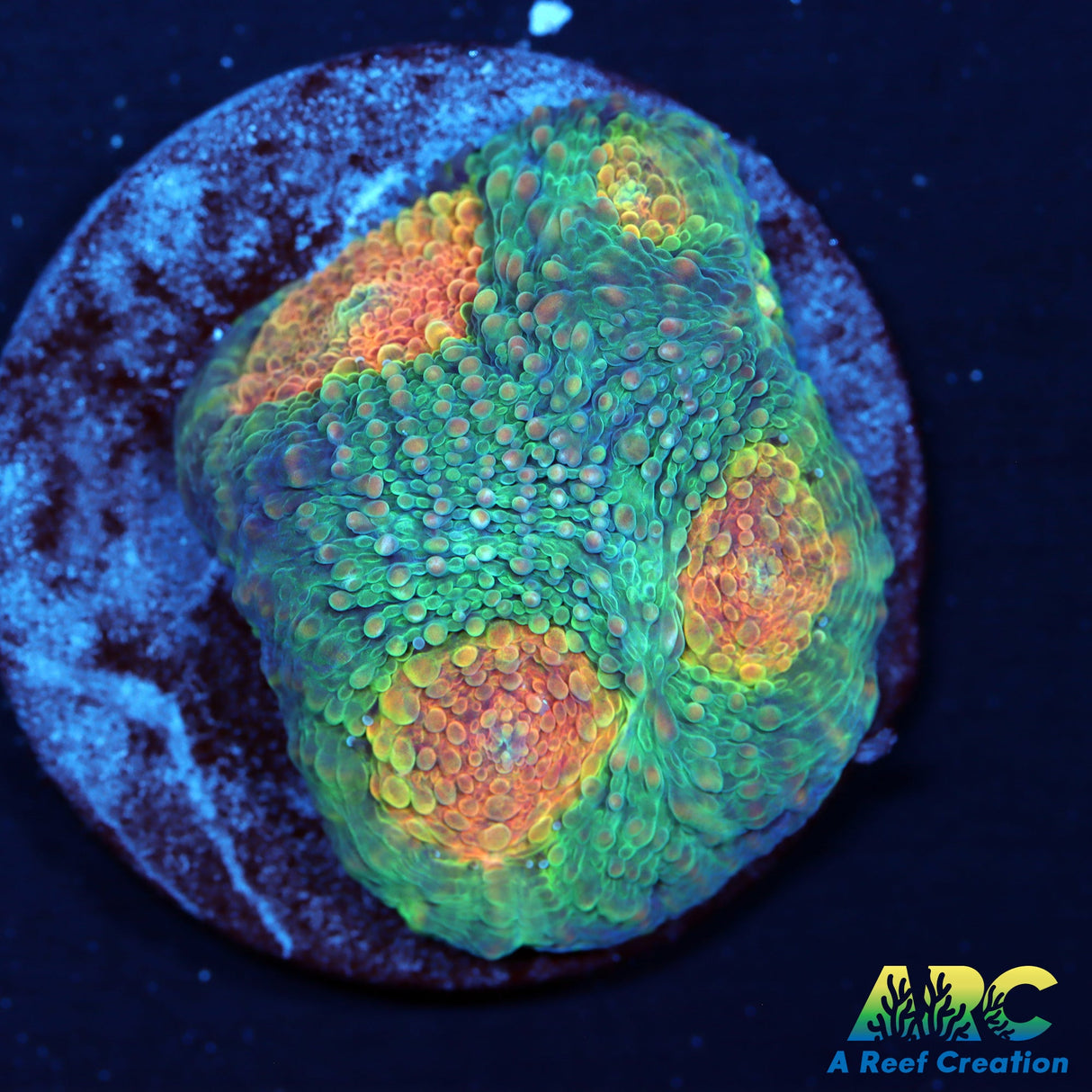 TCK Rainbow Acan Echinata