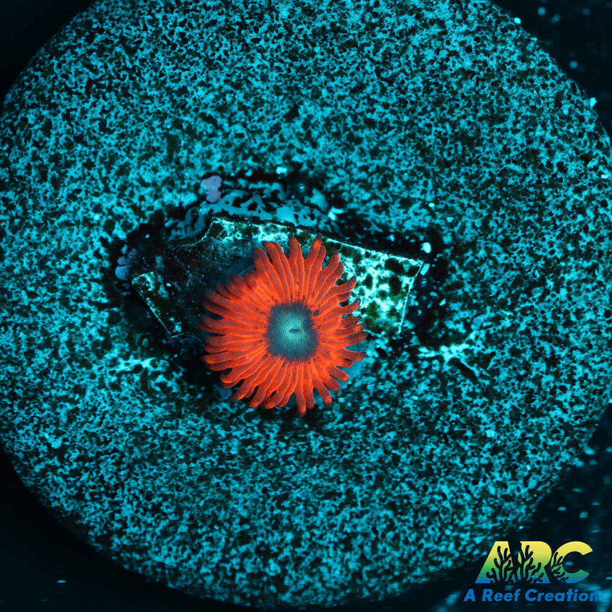 WWC Charmander Zoa