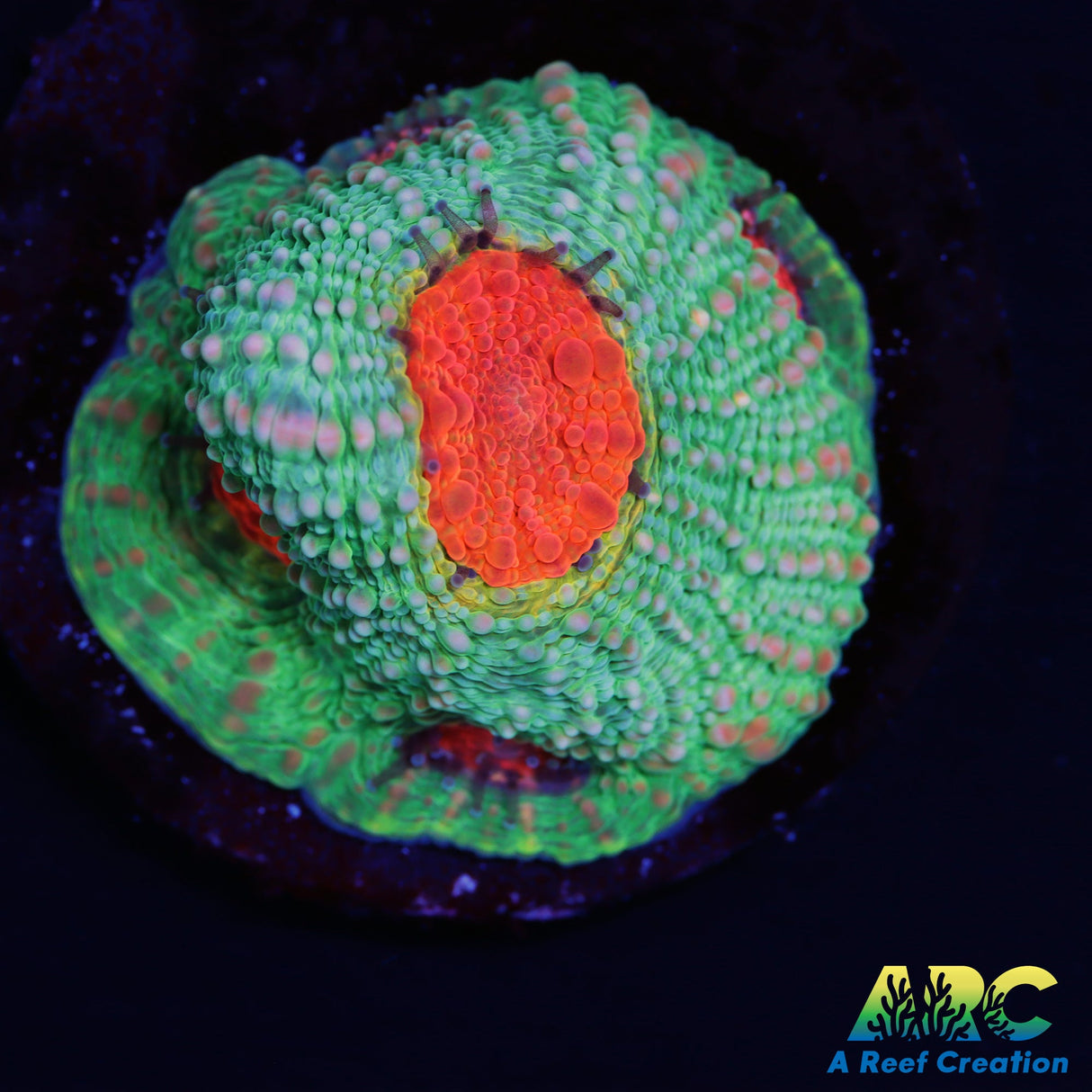 TCK Rainbow Acan Echinata