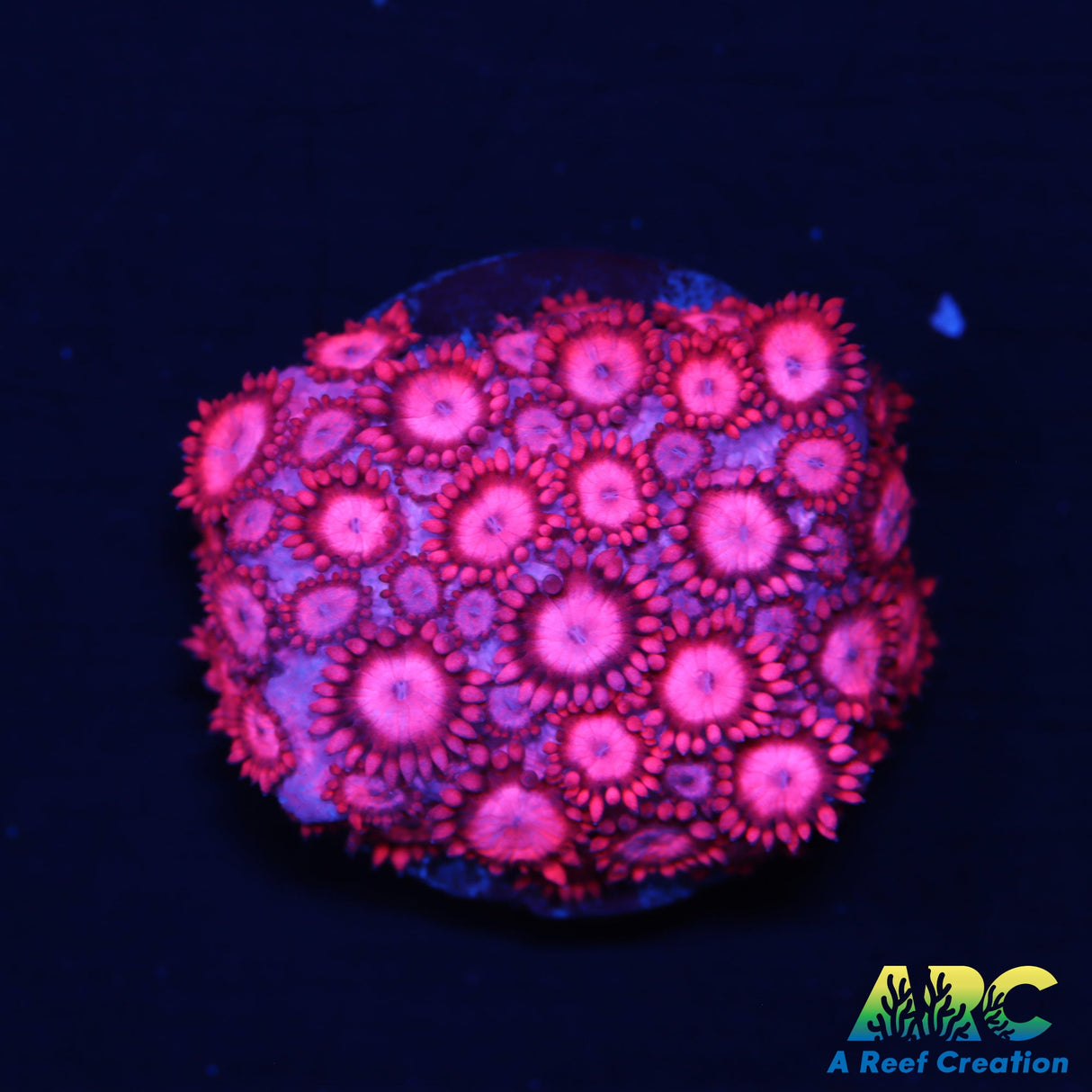 Pink Goni