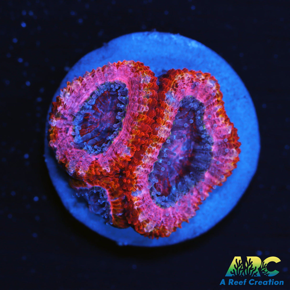 Pink Dreams Acan