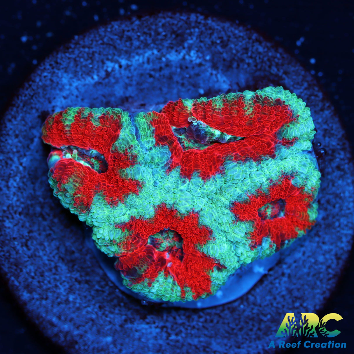 ARC Red and Teal Acan