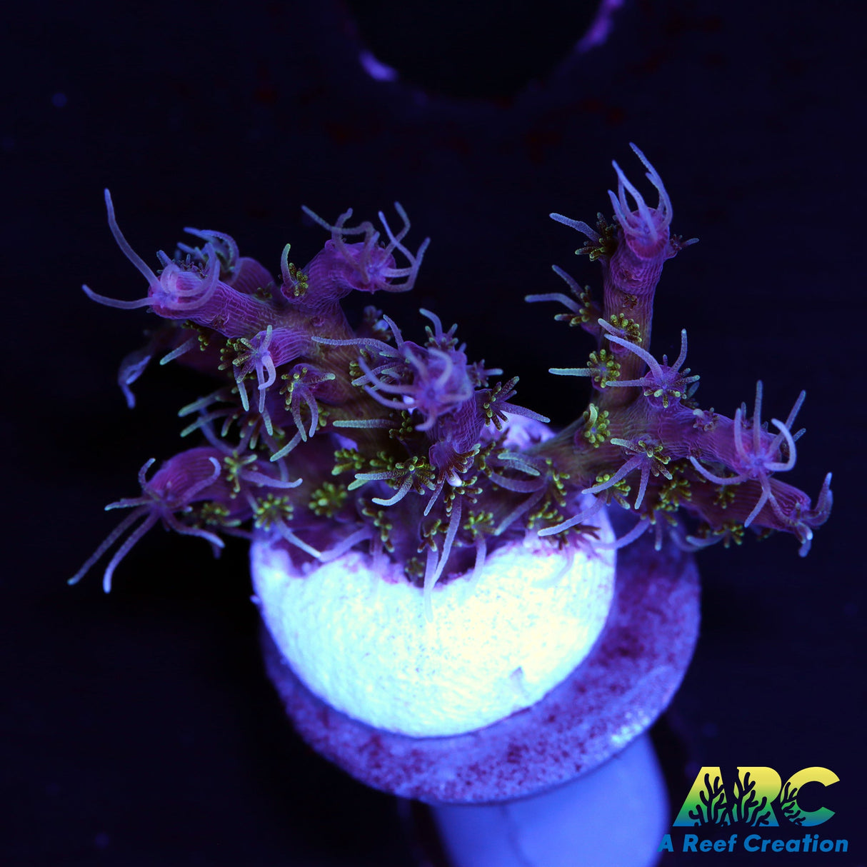 ARC Purple Hairy Monster