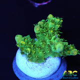 ARC Fuzzy Lime Table