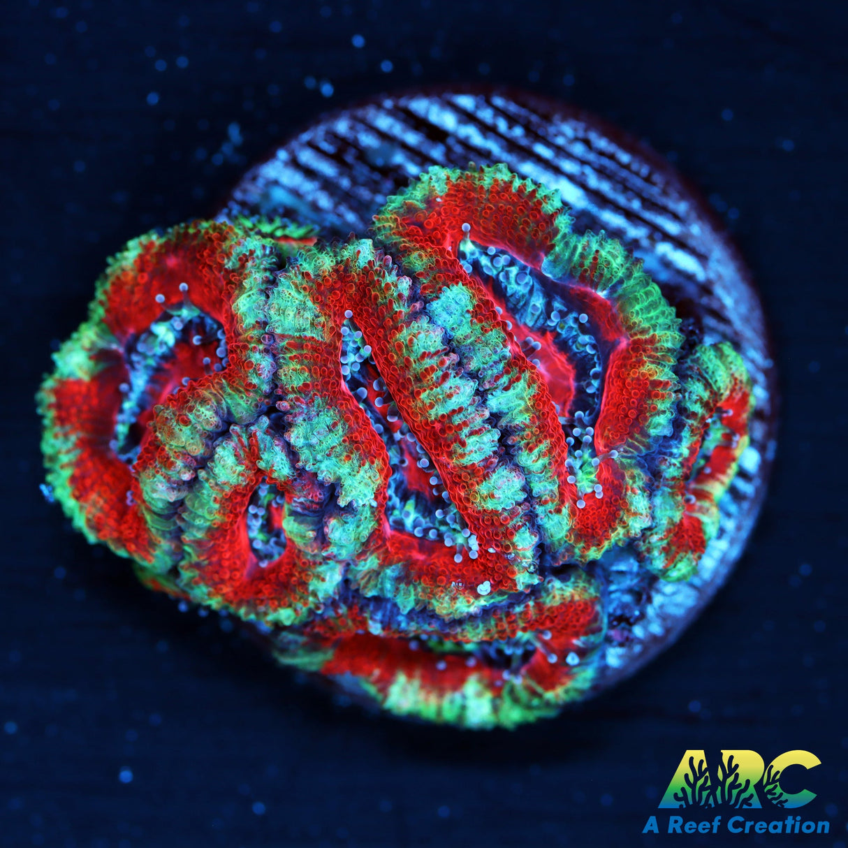 Red Cherry Acan