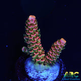 ASD Rainbow Milli