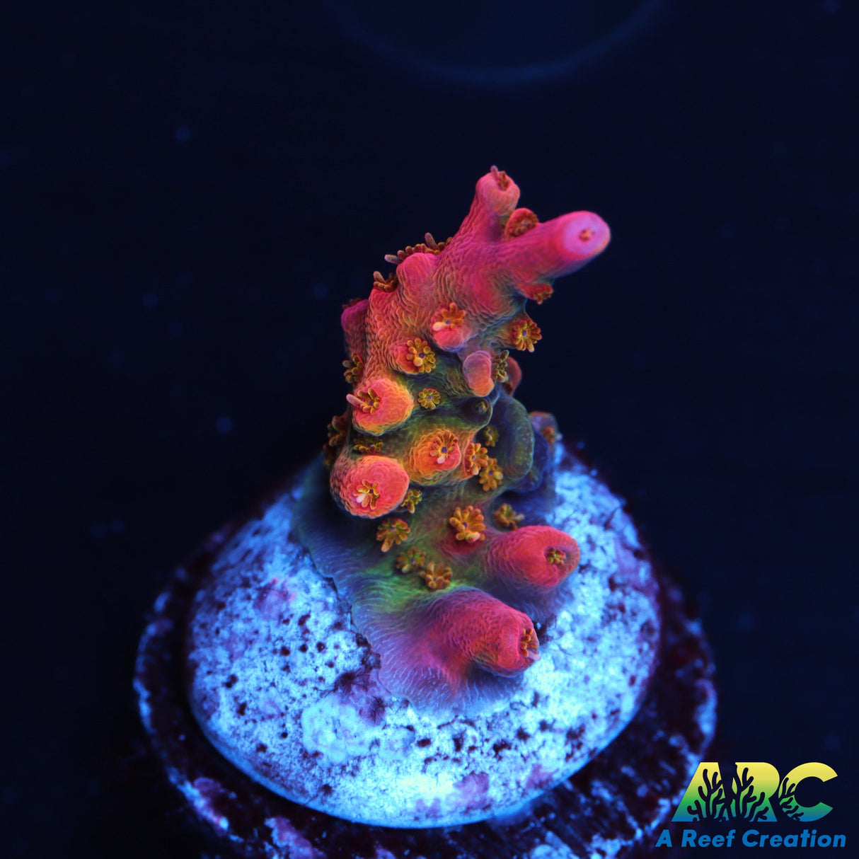 WWC Tutti Frutti
