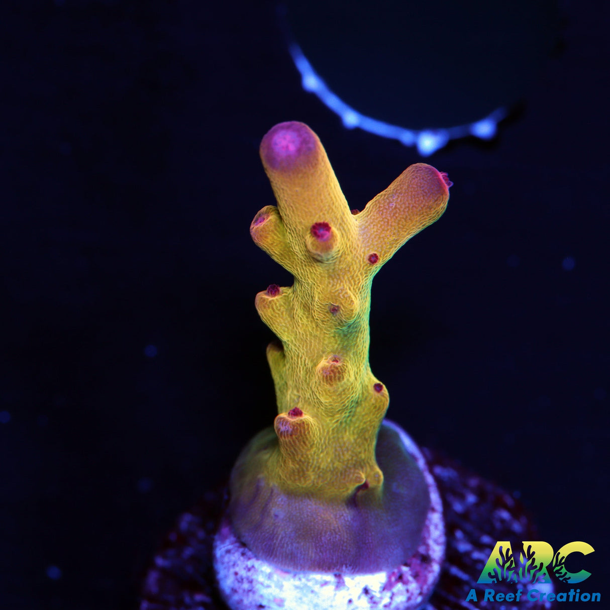 ARC Sands of Time Acro