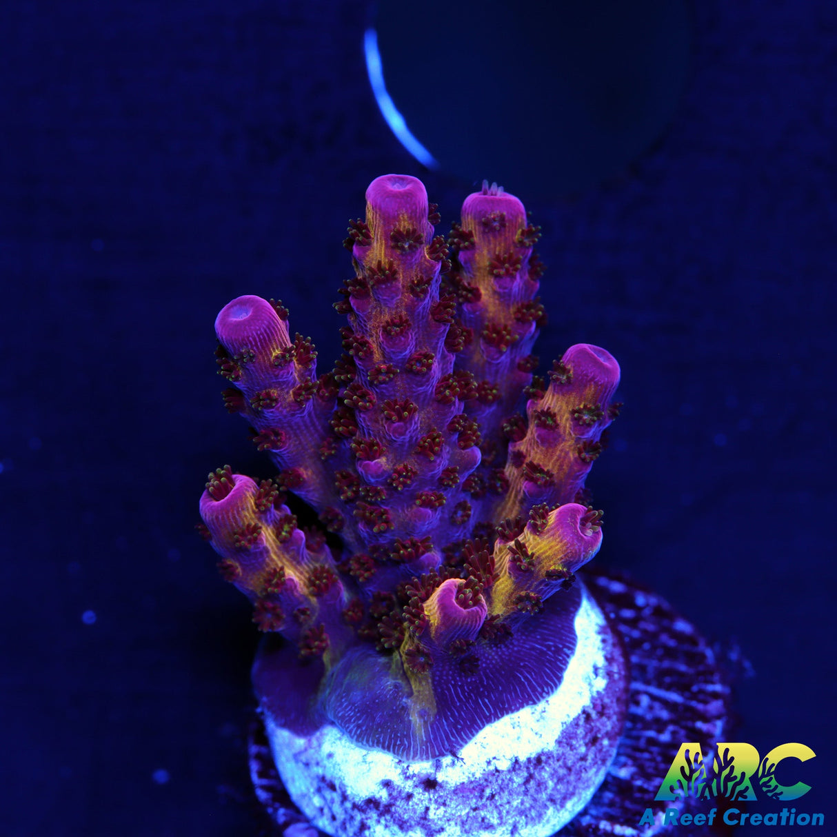 PC Rainbow Acro