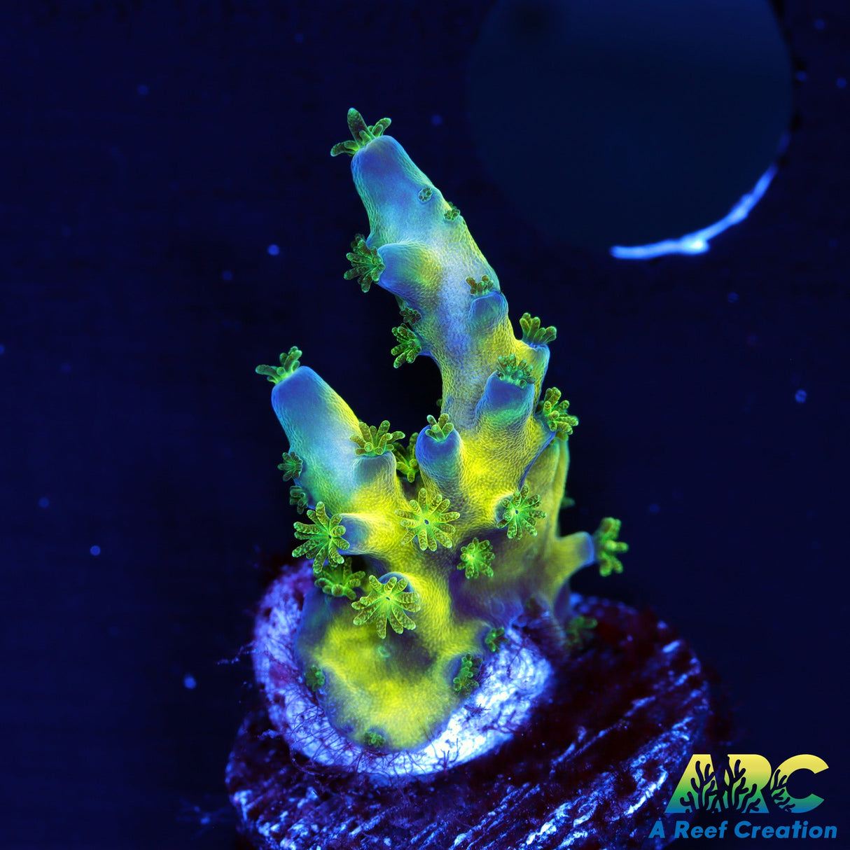 ARC Bullfrogs Acro