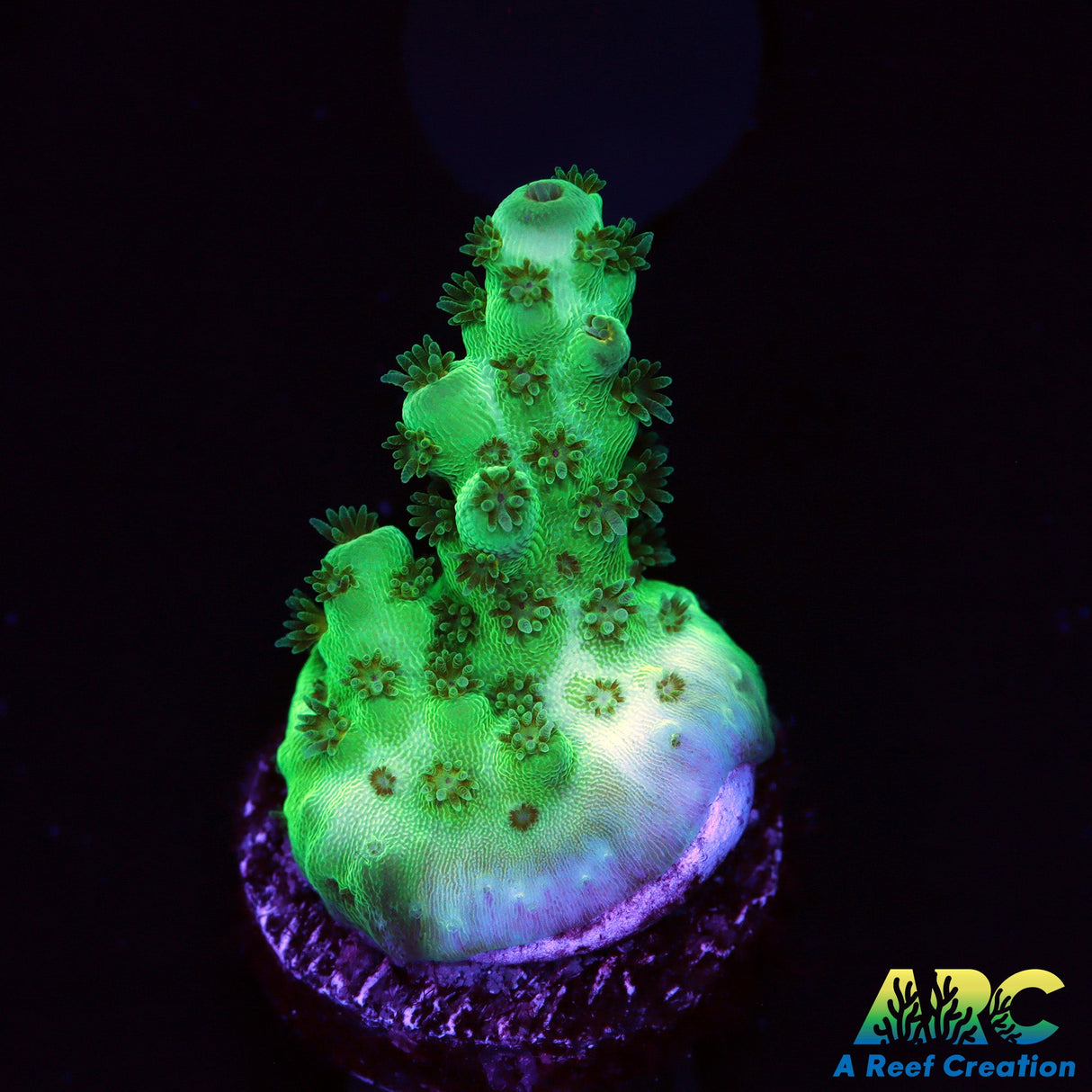 Acropora Sarmentosa