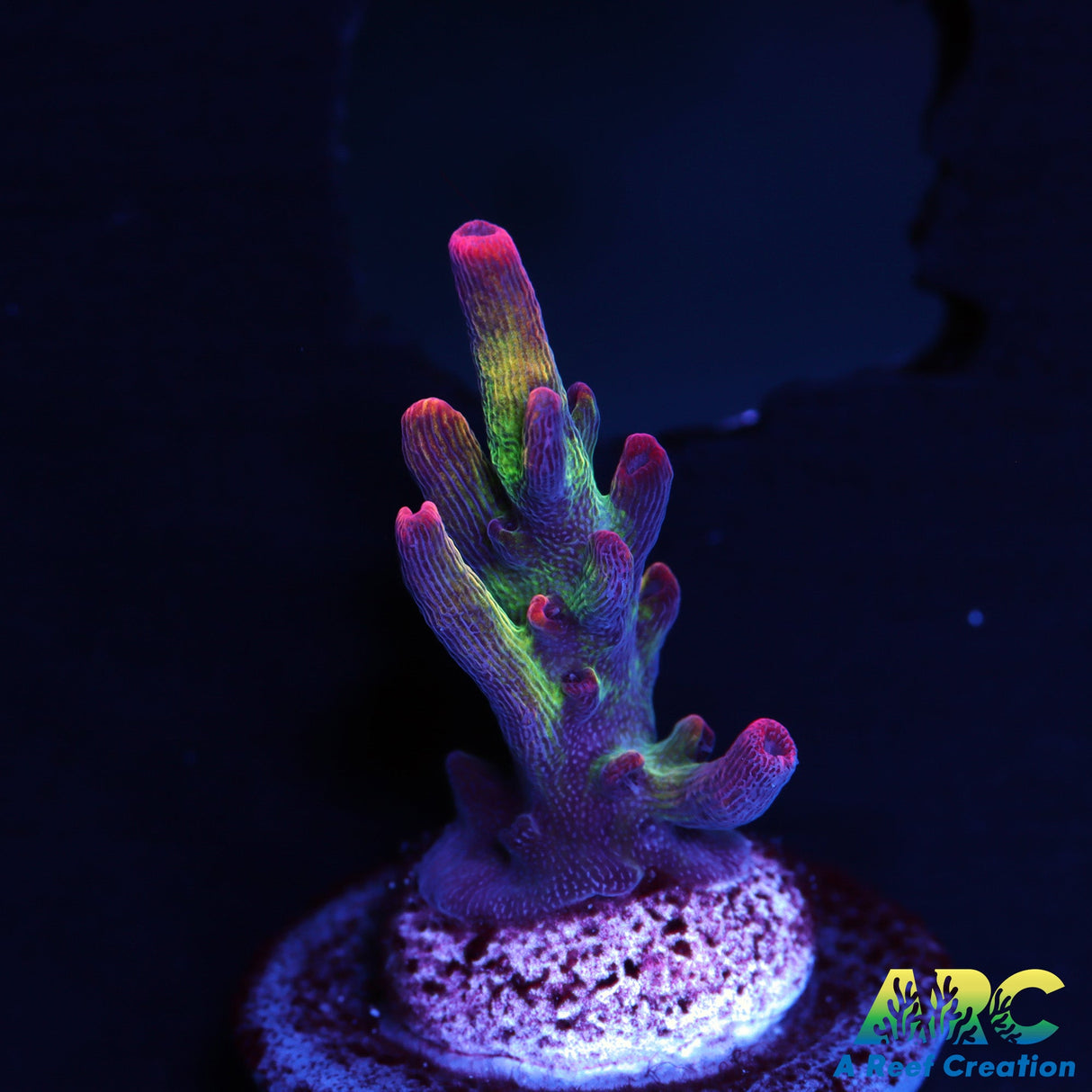 Strawberry Shortcake Acro