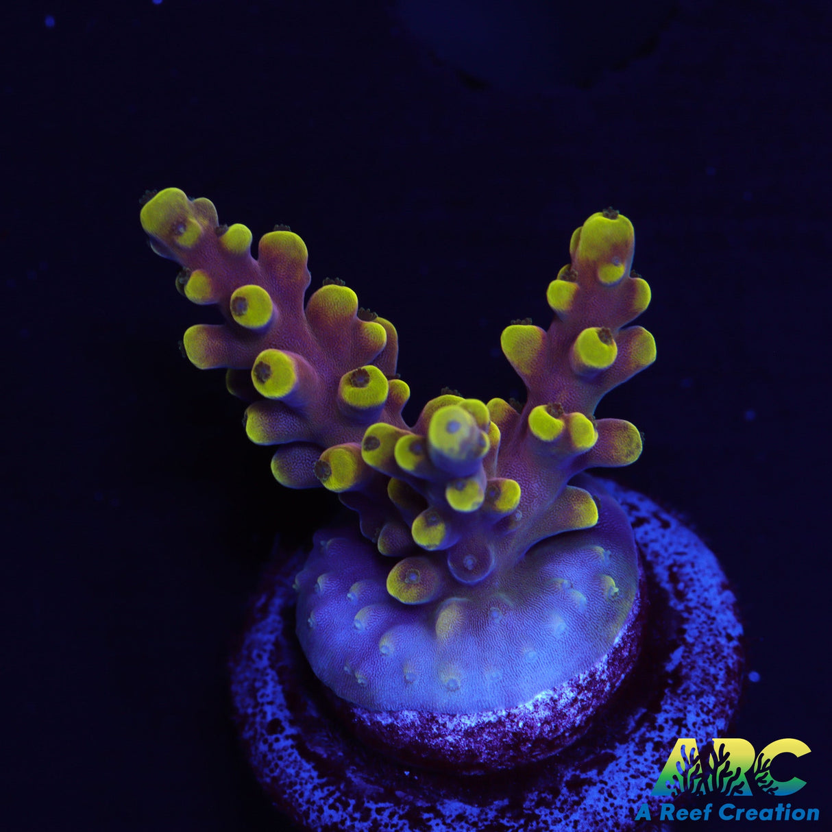 TCK New Dragon Acro