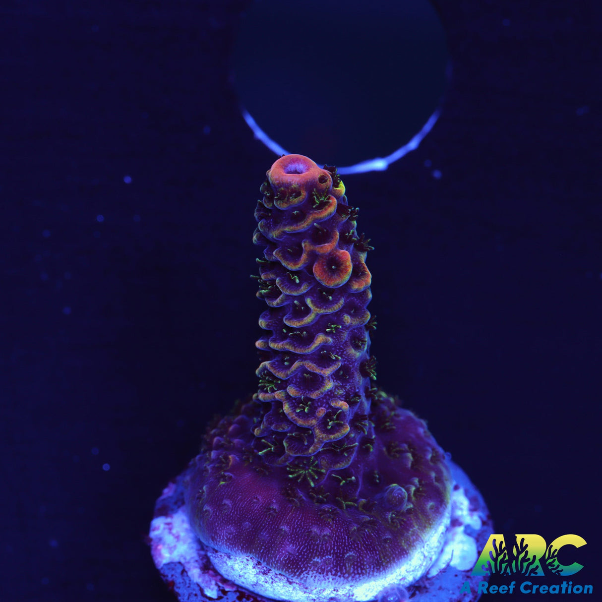ARC Rainbow Spath