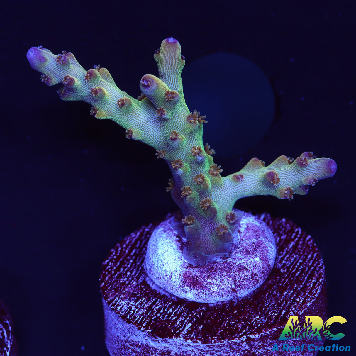 ARC 2020 Acro